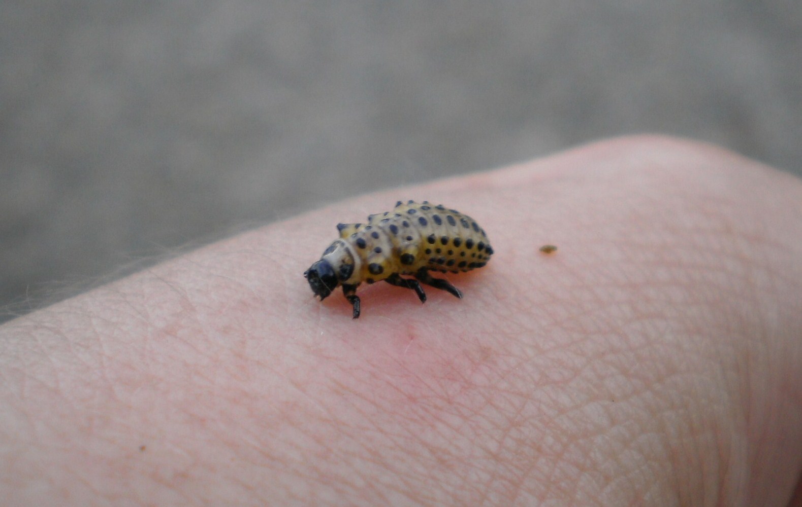 Larva di coccinellide? No Chrysomela populi